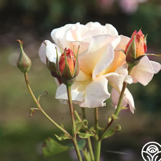 Pearlie Mae>Heirloom Roses New