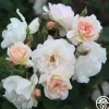 Penelope>Heirloom Roses Sale