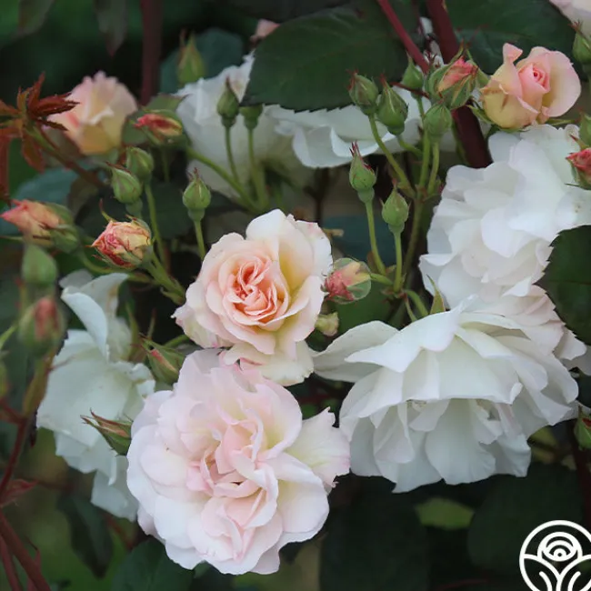 Penelope>Heirloom Roses Sale