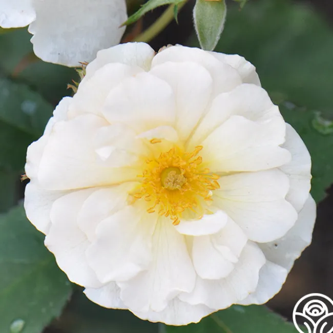 Penelope>Heirloom Roses Sale