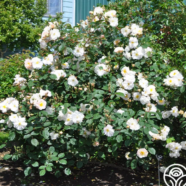 Penelope>Heirloom Roses Sale
