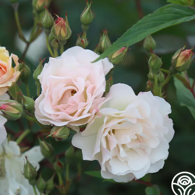Penelope>Heirloom Roses Sale