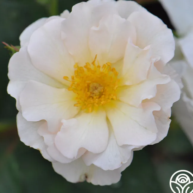 Penelope>Heirloom Roses Sale