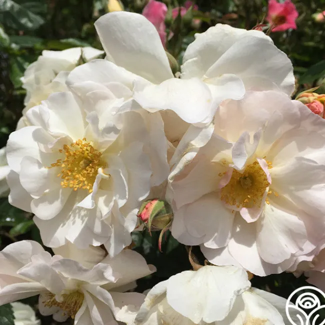 Penelope>Heirloom Roses Sale
