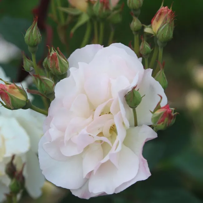 Penelope>Heirloom Roses Sale