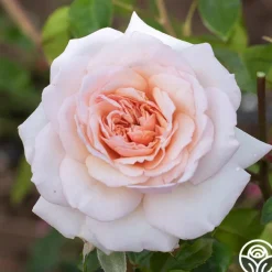 Penny Lane™>Heirloom Roses Best