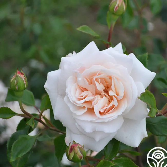 Penny Lane™>Heirloom Roses Best