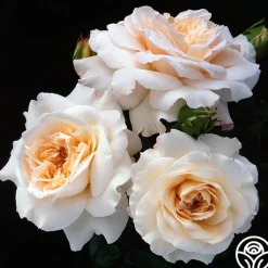 Penny Lane™><noscript><img width=