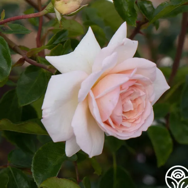 Penny Lane™>Heirloom Roses Best