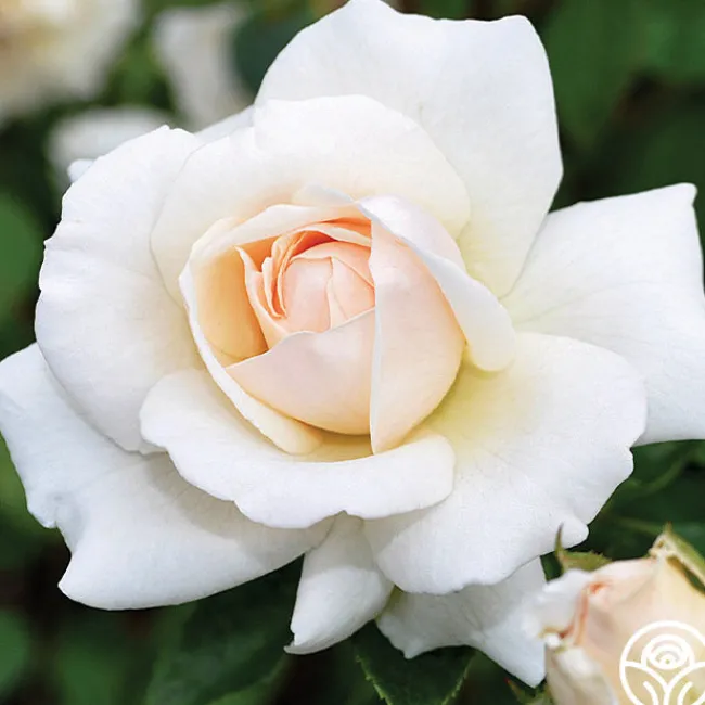 Penny Lane™>Heirloom Roses Best