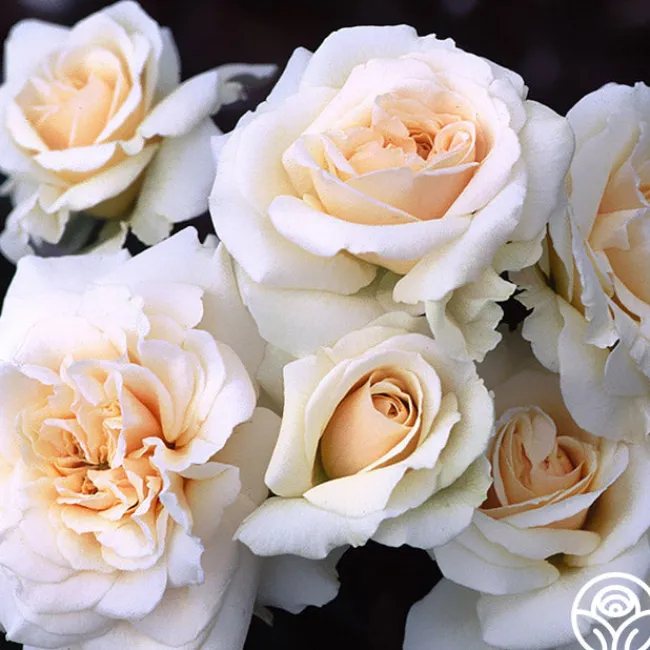 Penny Lane™>Heirloom Roses Best