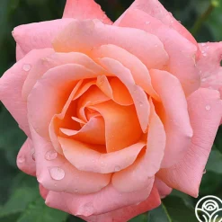 Pensioner's Voice>Heirloom Roses
