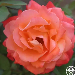 Pensioner's Voice>Heirloom Roses