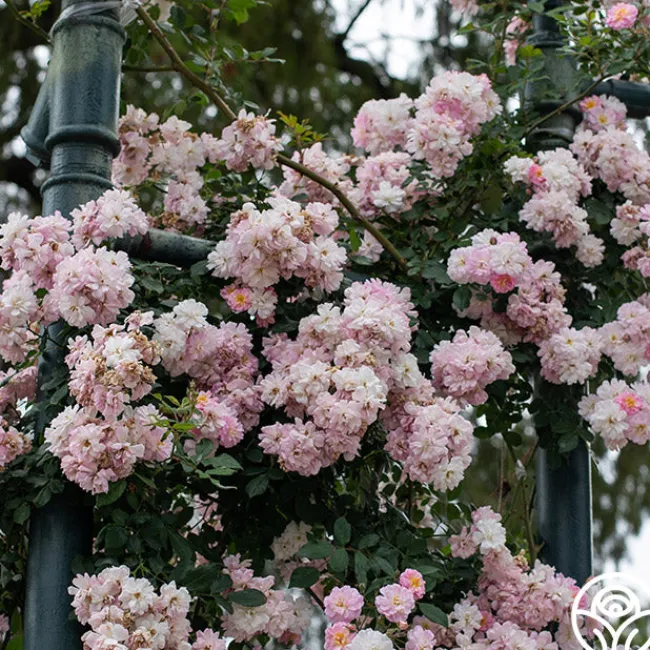 Perfume Breeze™>Heirloom Roses Sale