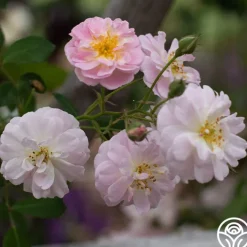 Perfume Breeze™>Heirloom Roses Sale