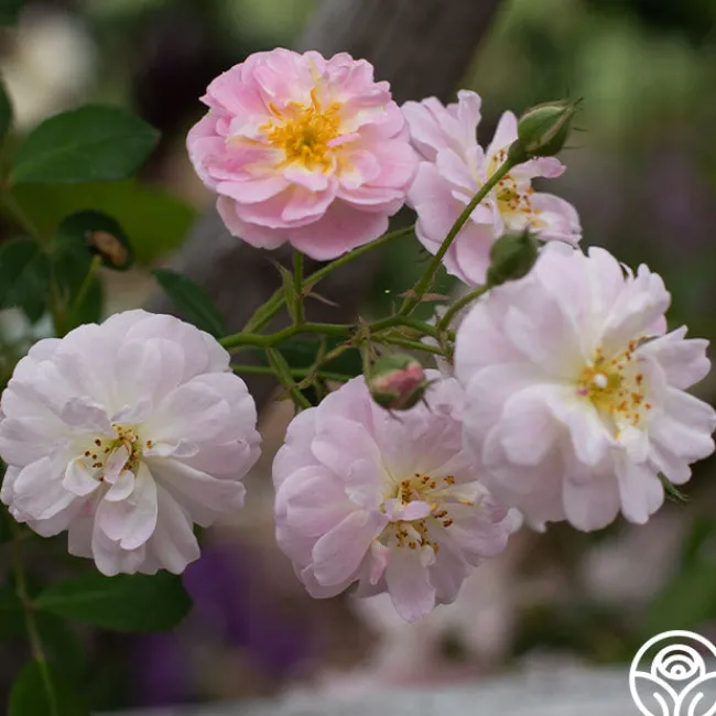 Perfume Breeze™>Heirloom Roses Sale