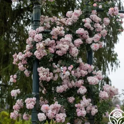 Perfume Breeze™><noscript><img width=