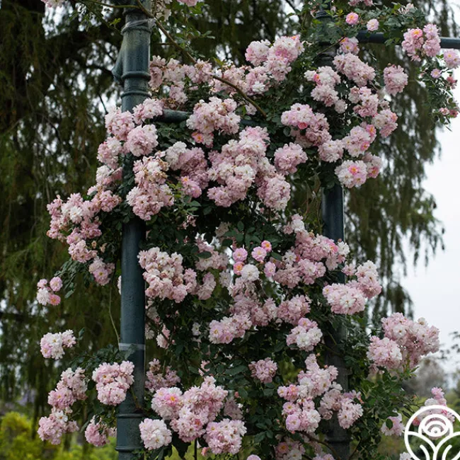 Perfume Breeze™>Heirloom Roses Sale