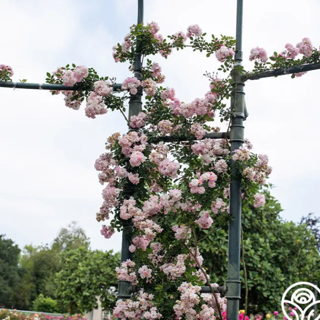 Perfume Breeze™>Heirloom Roses Sale