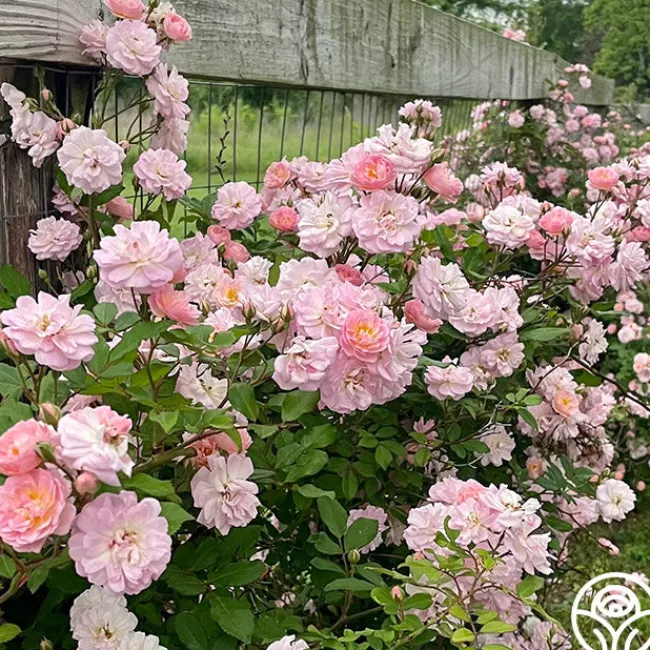 Perfume Breeze™>Heirloom Roses Sale