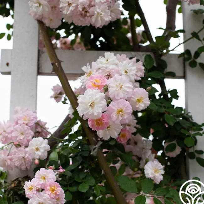 Perfume Breeze™>Heirloom Roses Sale