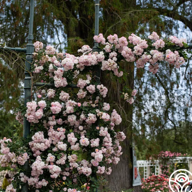 Perfume Breeze™>Heirloom Roses Sale