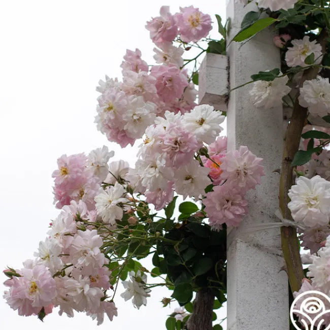 Perfume Breeze™>Heirloom Roses Sale
