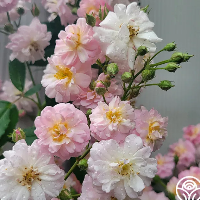 Perfume Breeze™>Heirloom Roses Sale