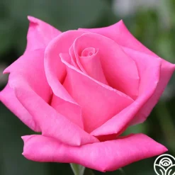 Perfume Delight>Heirloom Roses New