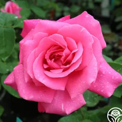 Perfume Delight>Heirloom Roses New