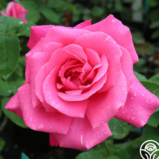Perfume Delight>Heirloom Roses New