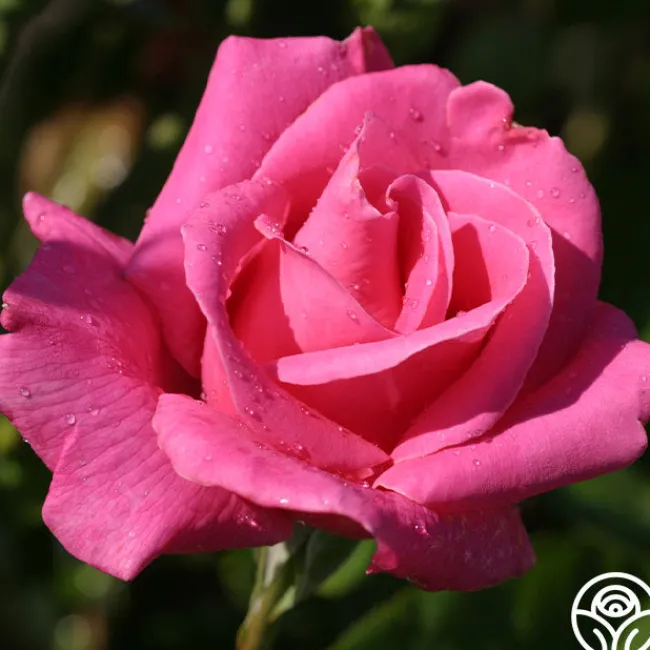 Perfume Delight>Heirloom Roses New