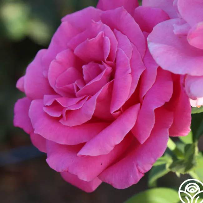 Perfume Delight>Heirloom Roses New