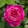 Perfume Factory™>Heirloom Roses Sale