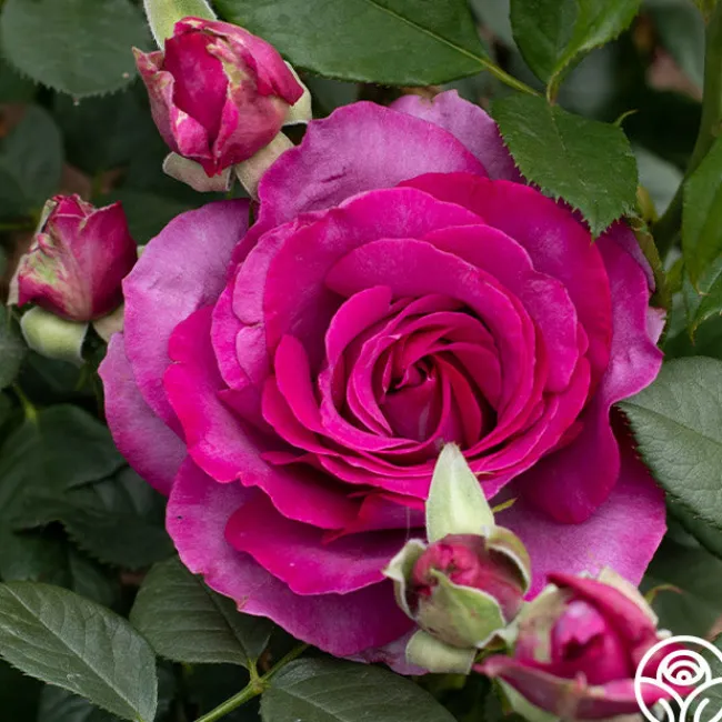 Perfume Factory™>Heirloom Roses Sale
