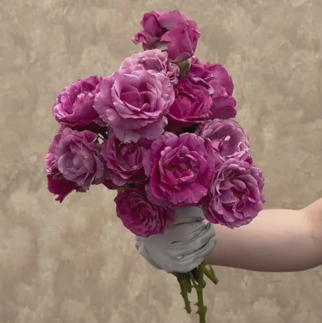 Perfume Factory™>Heirloom Roses Sale