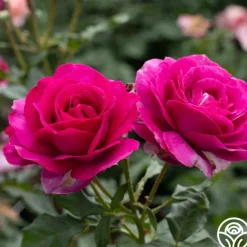 Perfume Factory™><noscript><img width=