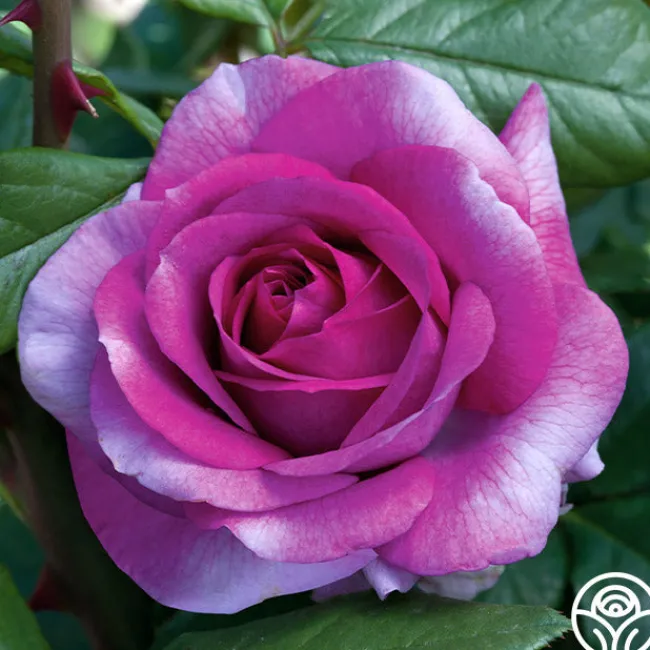 Perfume Factory™>Heirloom Roses Sale