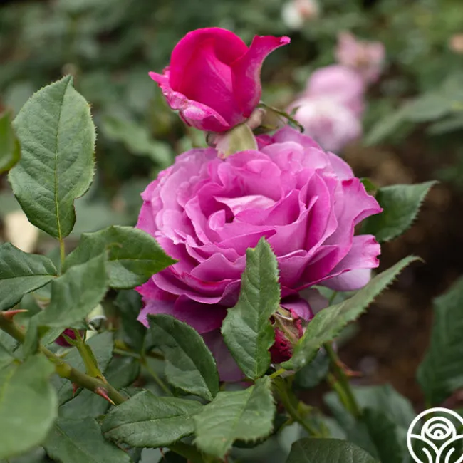 Perfume Factory™>Heirloom Roses Sale