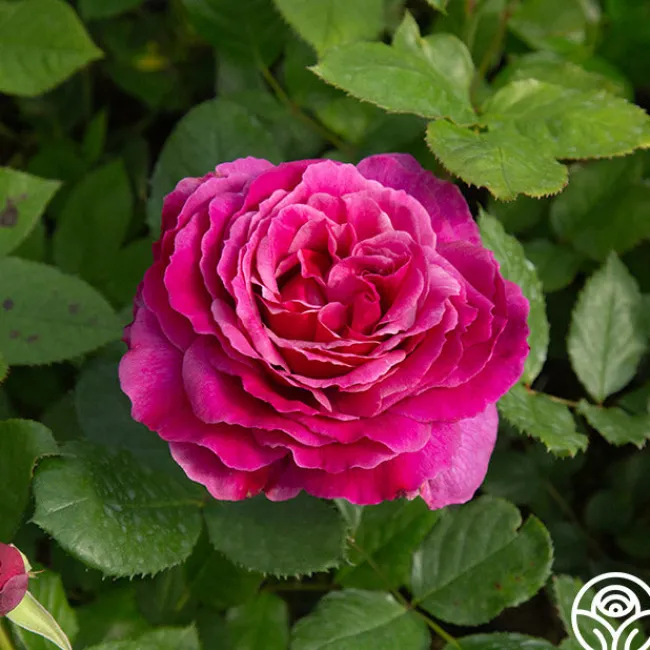 Perfume Factory™>Heirloom Roses Sale