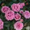 Perfumed Kiss®>Heirloom Roses Clearance