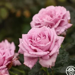 Perfumed Kiss®><noscript><img width=