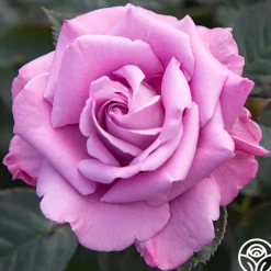 Perfumed Kiss®><noscript><img width=