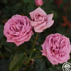 Perfumed Kiss®><noscript><img width=