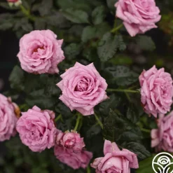 Perfumed Kiss®><noscript><img width=