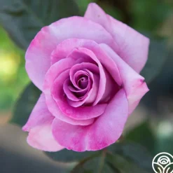 Perfumed Kiss®><noscript><img width=
