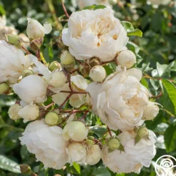 Perpetually Yours™>Heirloom Roses Best