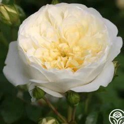 Perpetually Yours™>Heirloom Roses Best
