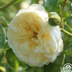 Perpetually Yours™><noscript><img width=