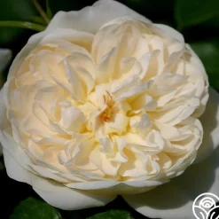 Perpetually Yours™><noscript><img width=